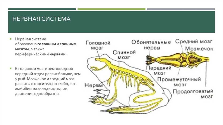 Клоака у земноводных: структура и функции