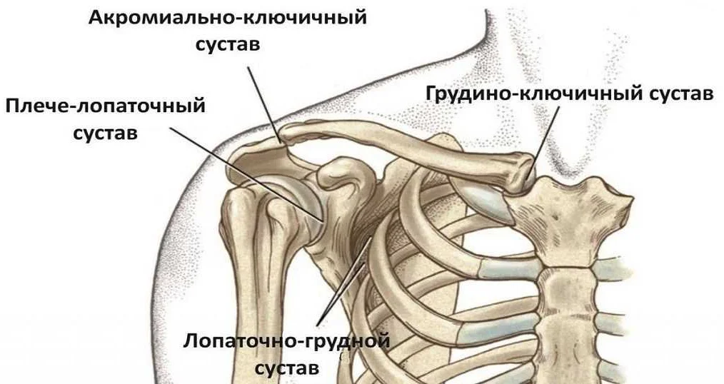 Функции ключицы