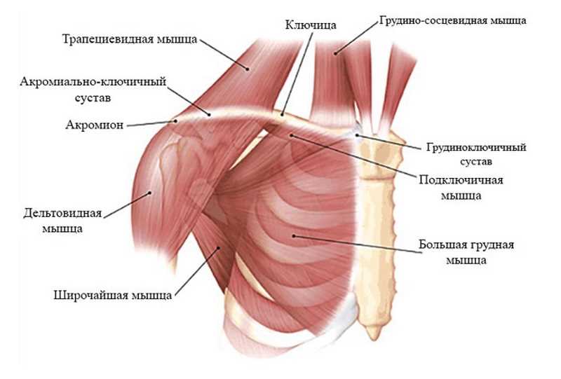 Ключицы у мужчины: что это такое и какие функции выполняют