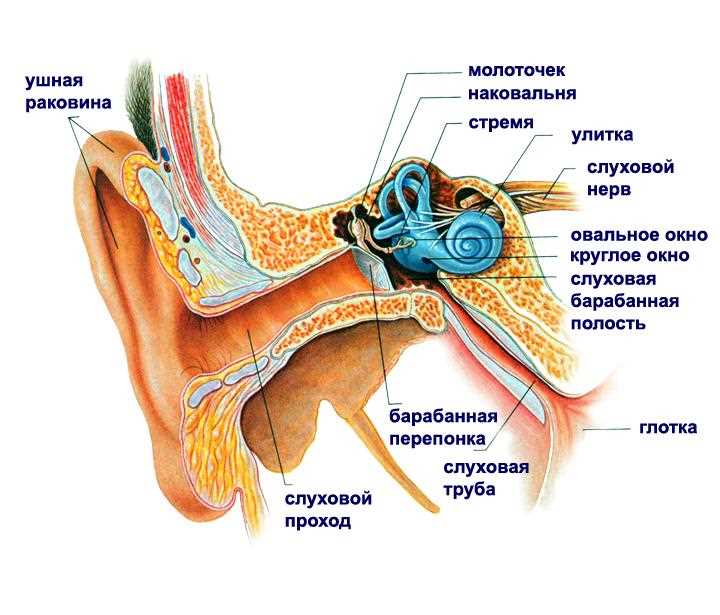 Кодирование в биологии: понятие и значение