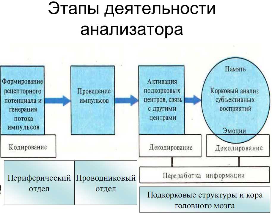 Структурно функциональная схема анализатора