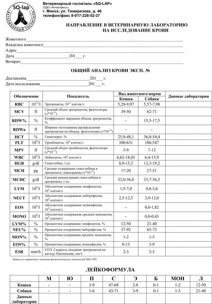 Коэффициент ретикулоцита у собак повышен: причины и значение