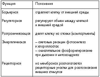 Роль в клеточных процессах