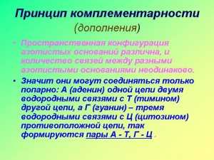 Принцип комплементарности азотистых оснований