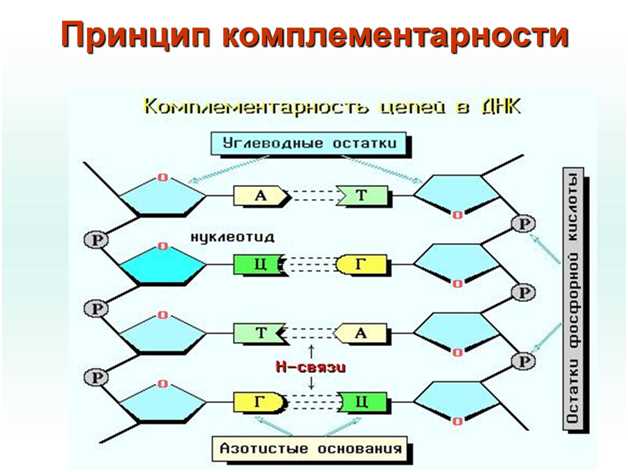 Роль комплементарности азотистых оснований в репликации ДНК