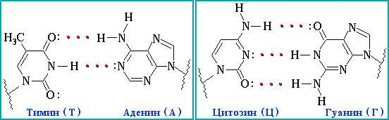 Комплементарность азотистых оснований: суть и значение в биохимии