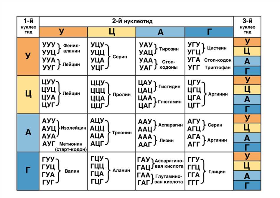 Антикодону угц. Таблица триплетов генетического. Таблица кодонов аминокислот. Аминокислоты таблица генетического кода. Таблица триплетов ИРНК.