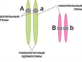 Комплементарность в биологии 9 класс: основные понятия и примеры