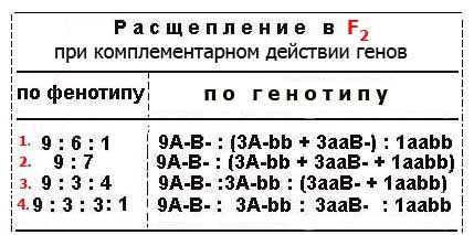 Комплементарность в генетике: основные понятия и принципы