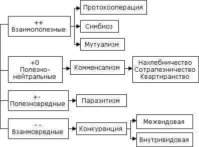 Конкуренция в экологии: примеры и особенности взаимодействия