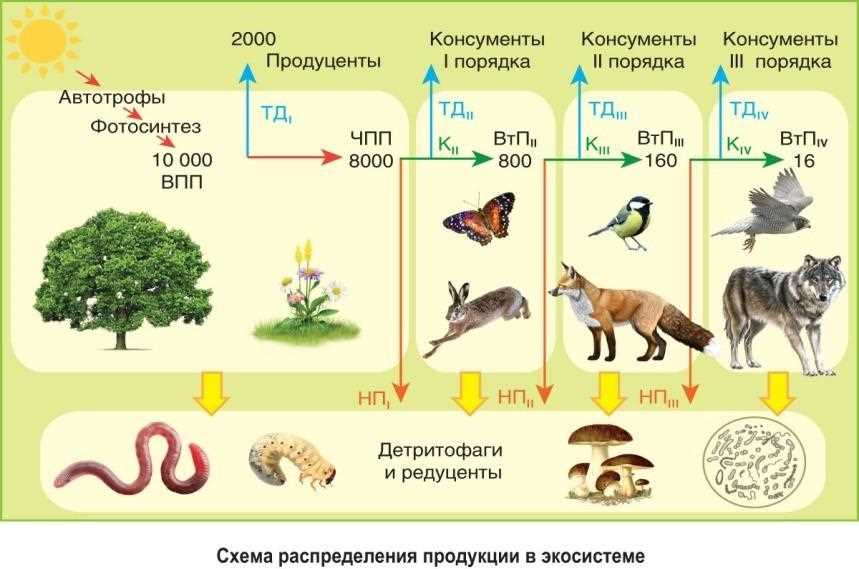 Третичные консументы (плотоядные вершины)