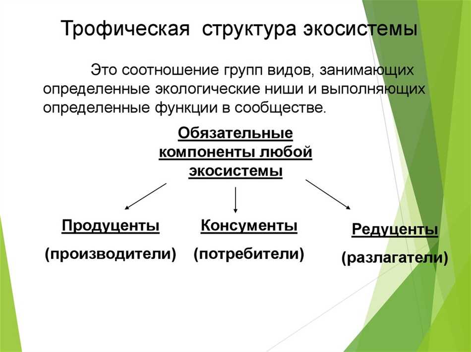 Что такое консументы?