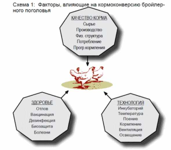 Значение конверсии корма в птицеводстве