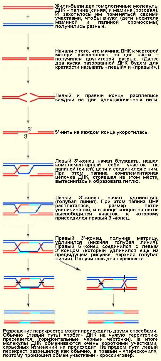 Конъюгация в генетике