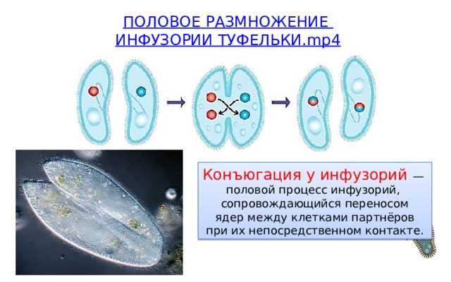 4. Пищевая цепь и биологический цикл