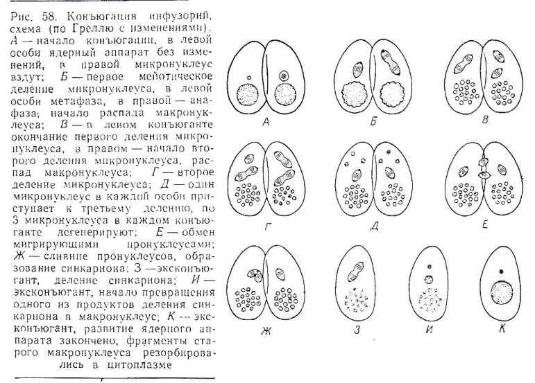 Конъюгация инфузорий: сущность и особенности процесса