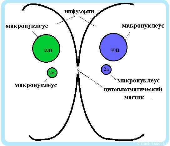 Примеры организмов, в которых происходит конъюгация