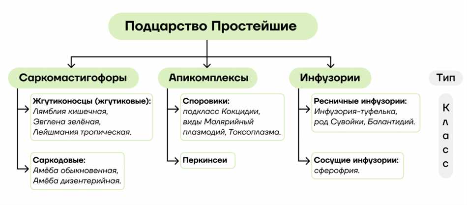 Асексуальная и сексуальная конъюгация