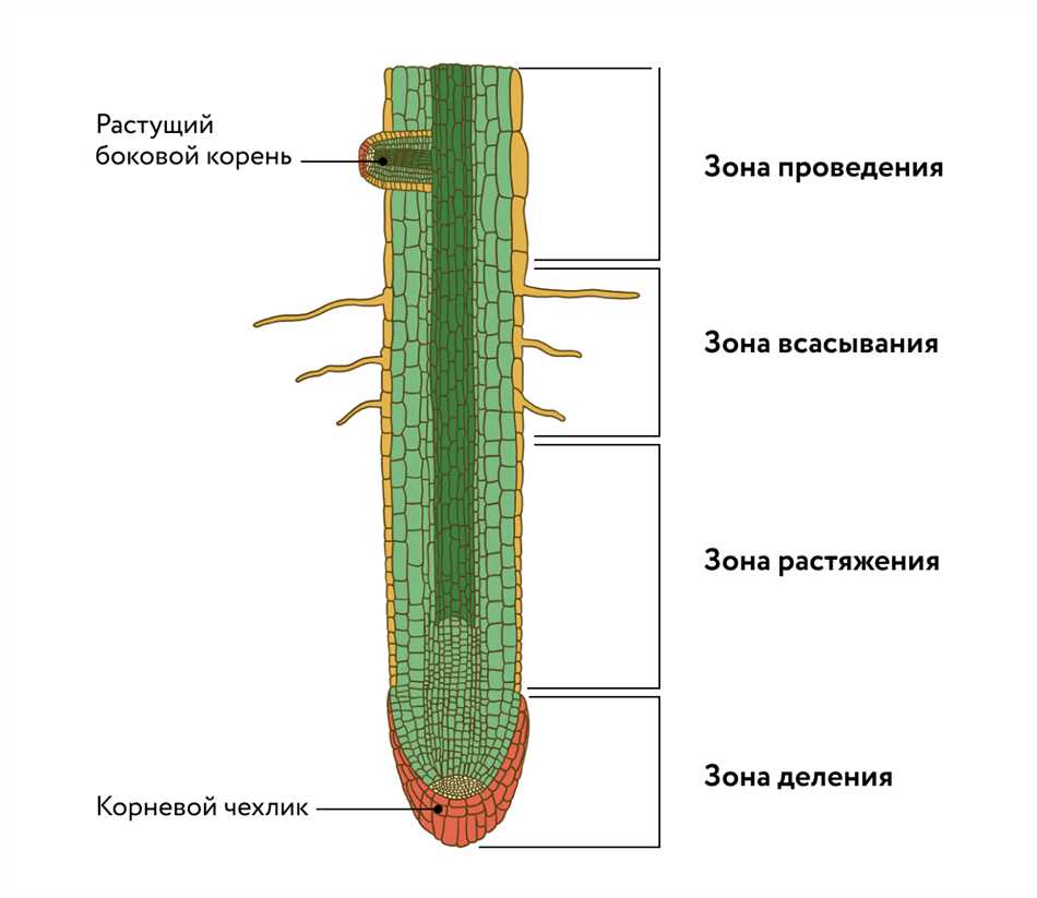 Строение корня