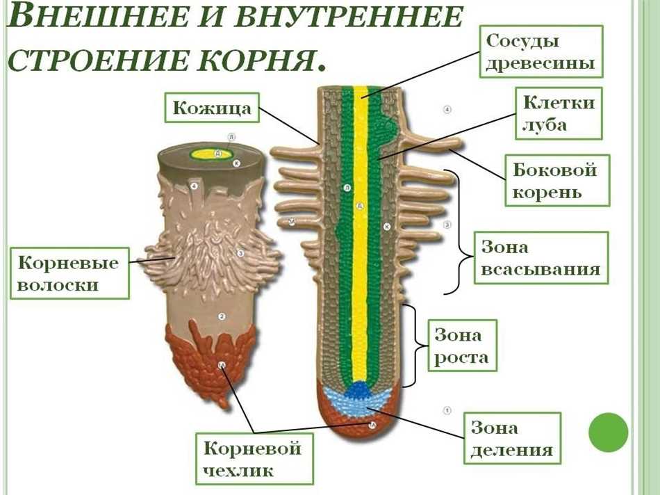 Поглощение воды и минералов