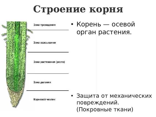 Корень ботаника: его строение и функции