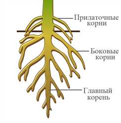 Функции корня