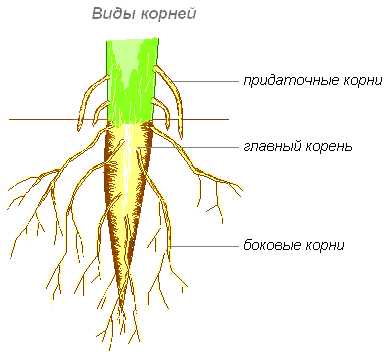 Структура корня