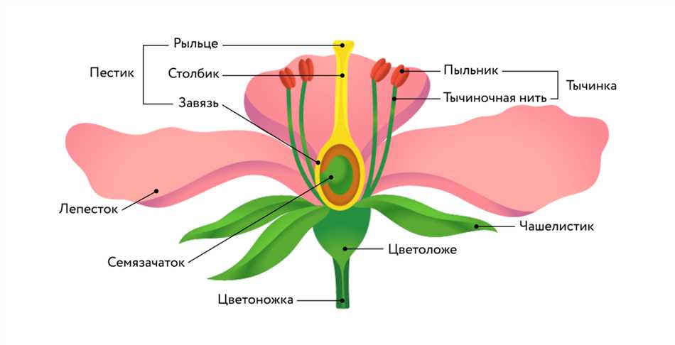 Корневая капиллярная сеть