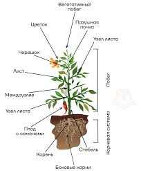 Корень цветка: его строение и функции