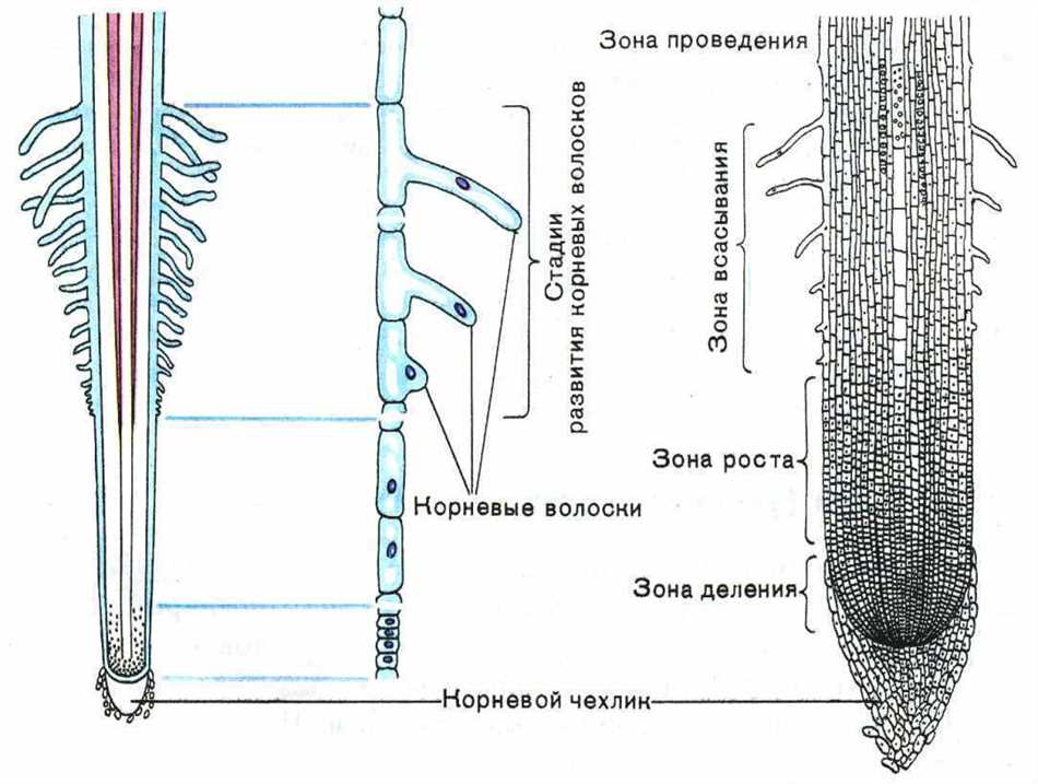 4. Детоксикация организма