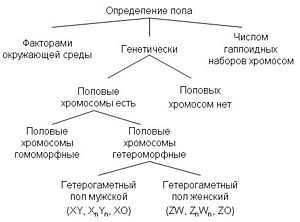 Определение кроссинговера