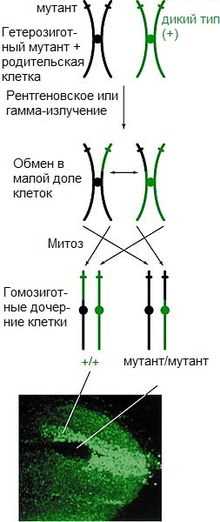 Кроссинговер у растений