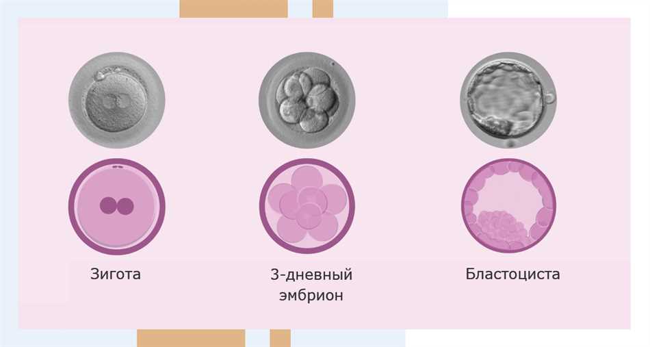 Заморозка эмбрионов при эко. Культивирование эмбрионов. Культивирование эмбрионов в лунках. Среда для культивирования эмбрионов. Культивирование эмбрионов в планшете.