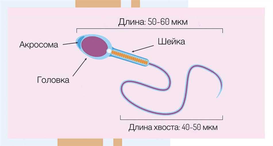 Причины и симптомы лейкоспермии