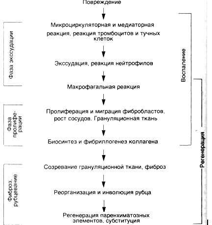 5. Дегрануляция: