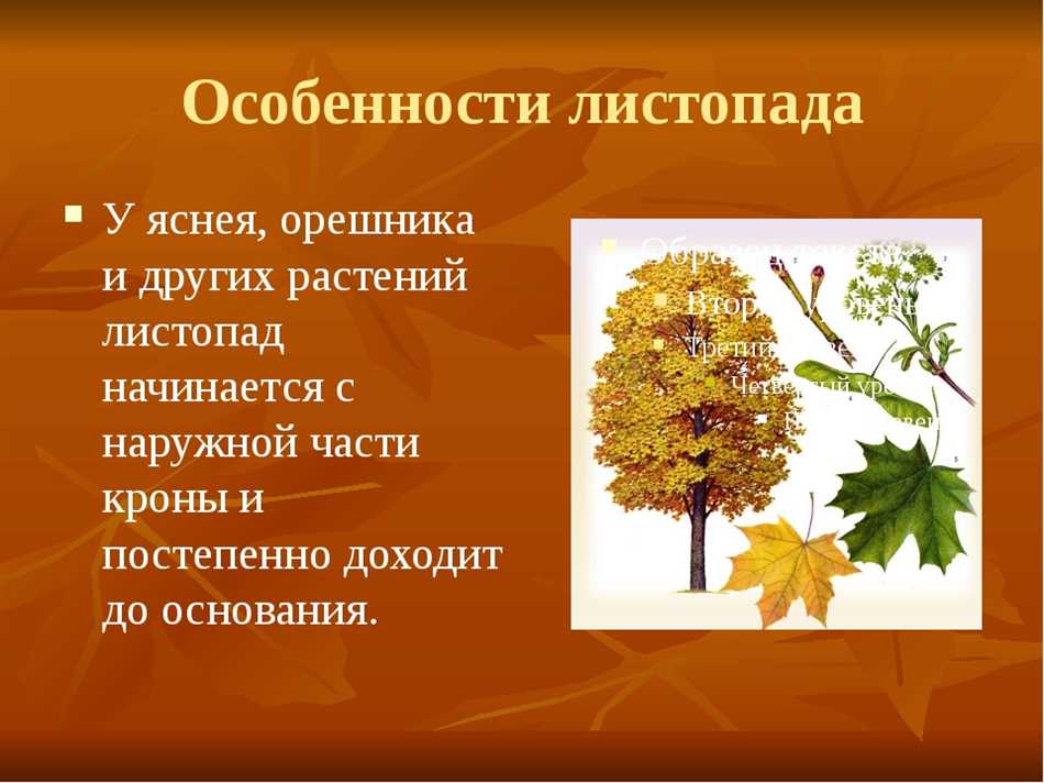 Листопад биология. Презентация на тему листопад. Листопад у растений. Листопад по биологии. Особенности листопада.