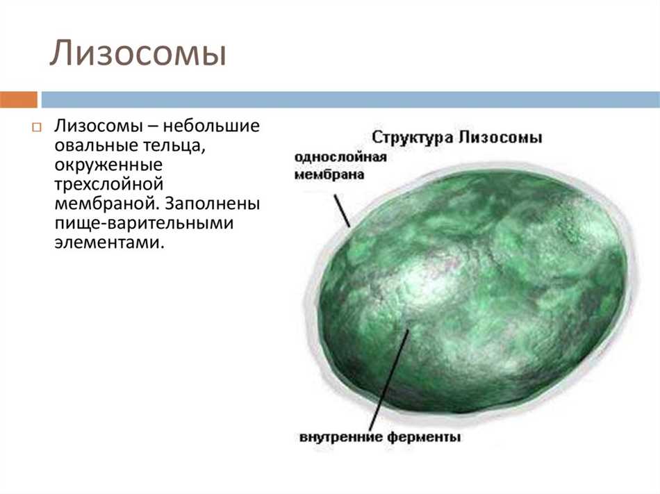 Лизосомы в биологии: основные понятия и функции (8 класс)