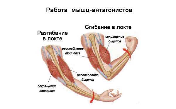 Мышцы синергисты: что это такое и как они работают