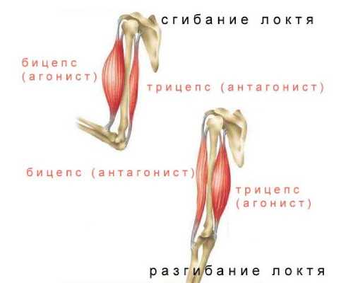 Мышцы синергисты: что это такое и как они работают