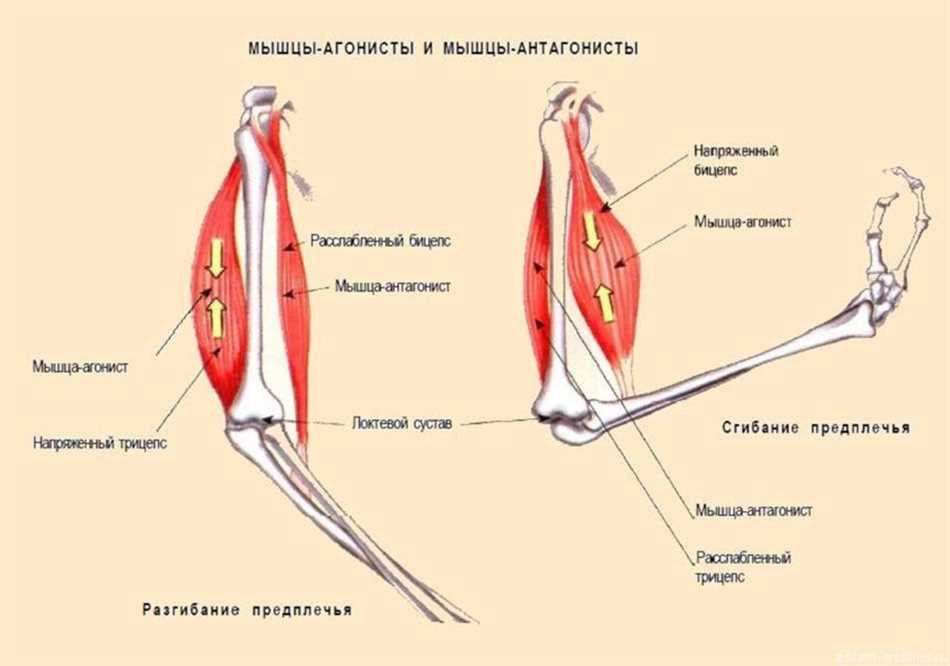 Мышцы синергисты: что это такое и как они работают