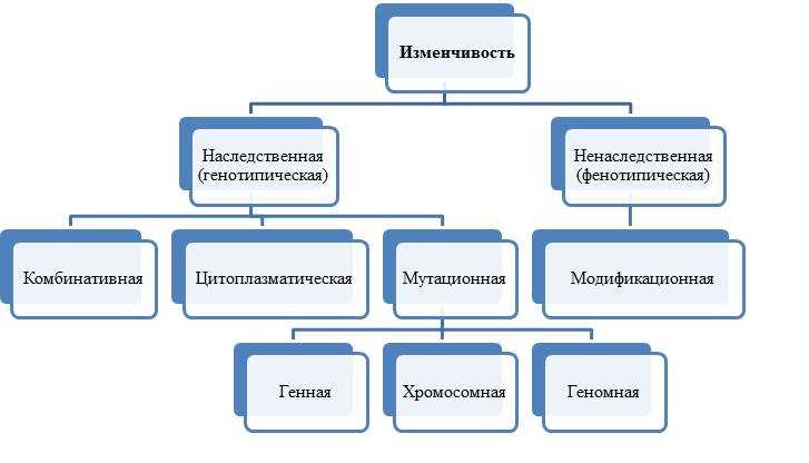 Наследственность: основные понятия