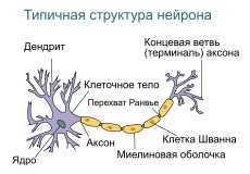 Ранние исследования нервной системы