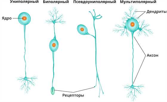 Нейрон в биологии: краткое определение