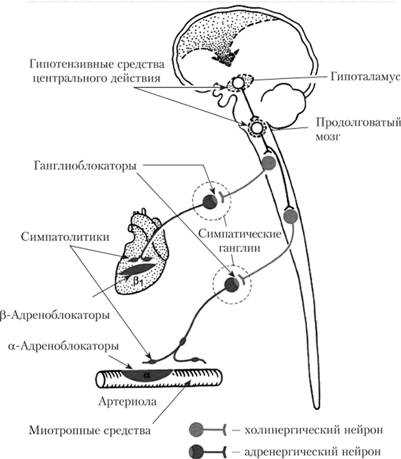 4. Ноотропы