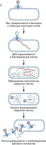 Классификация неклеточной формы жизни