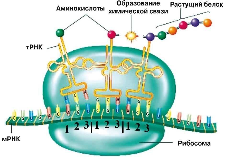 Определение и классификация неполярных аминокислот