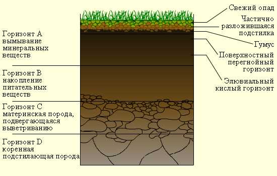 Влияние нервной почвы на здоровье