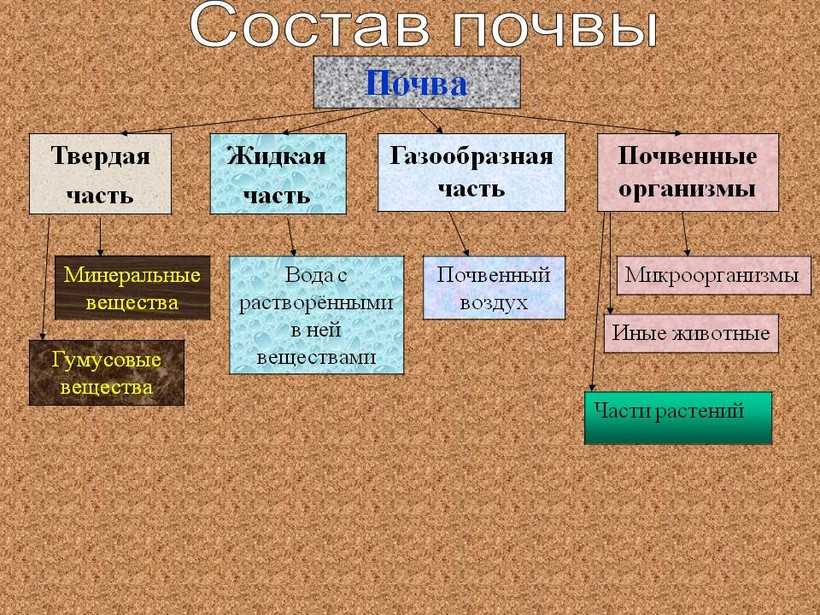 Нервная почва: что это такое и как ее определить?