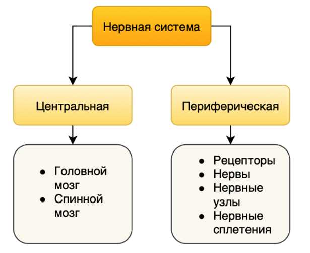 Органы нервной системы