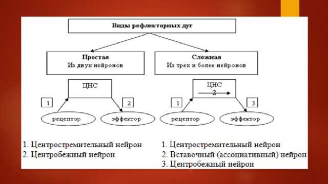 Нервная регуляция в биологии: понятие и принципы